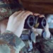 Dobrovoljno služenje vojnog roka sa oružjem i kurs za rezervne oficire Vojske Srbije