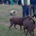 SREMSKA MITROVICA DEO SVAKOG OD NAS: Preko 1.000 Mitrovčana sa ljubimcima na keju – Nedimović najavio novi pet centar i besplatne obuke za pse